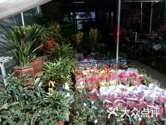 花鸟市场-图片-黄山购物-大众点评网