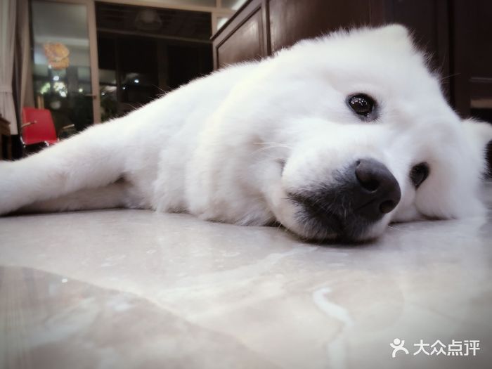 FindMe寻蜜精致宠物美容工作室