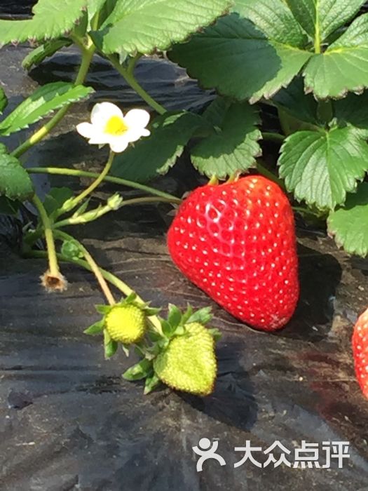 心乐生活欢乐草莓采摘园-草莓君图片-大连景点