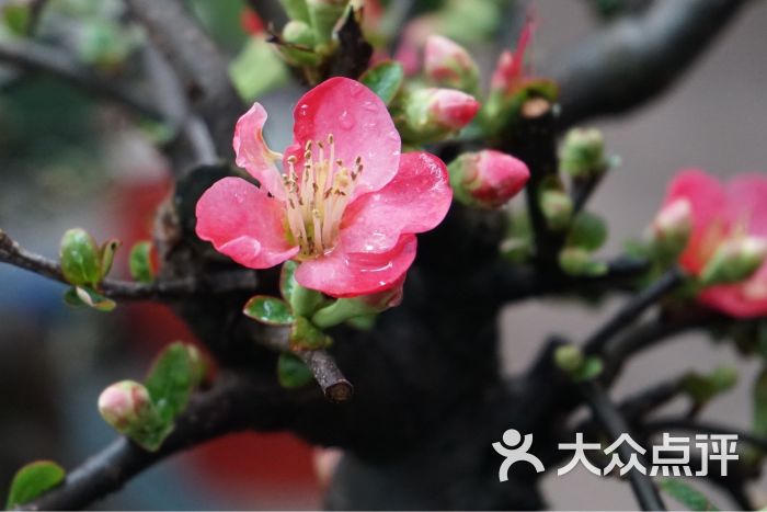 花乡花卉市场-杨荔枝的相册