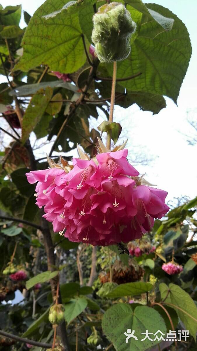 中国科学院华南植物园非洲芙蓉图片-北京植物园-大众