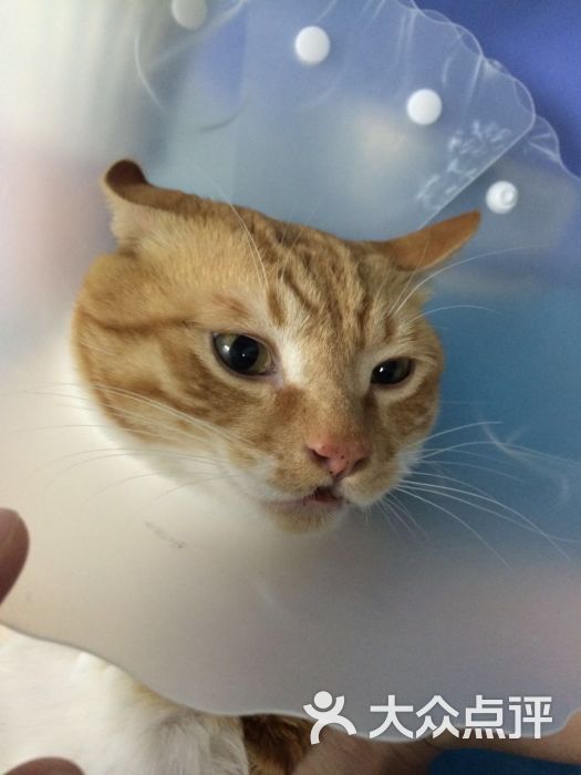 纳吉亚动物诊所((双井店))-图片-北京宠物-大众