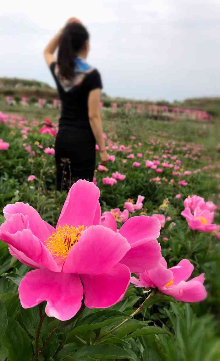 广兴花田-"金堂花田广兴芍药园,位于金堂县东南部的广