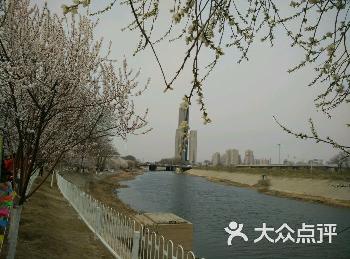 桃花堤公园-图片-天津周边游-大众点评网