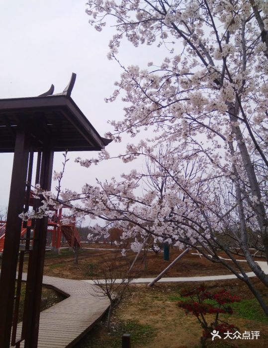 浮山樱花园图片