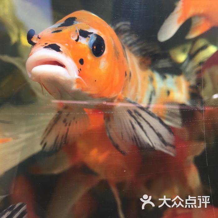 小津桥花鸟鱼市场
