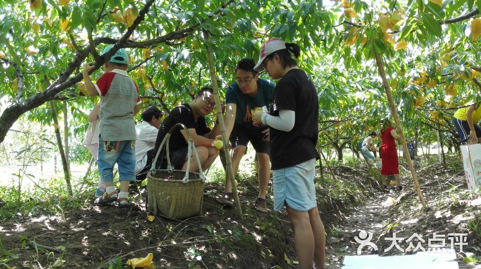 阳山水蜜桃自驾采摘园-图片-无锡休闲娱乐-大众点评网