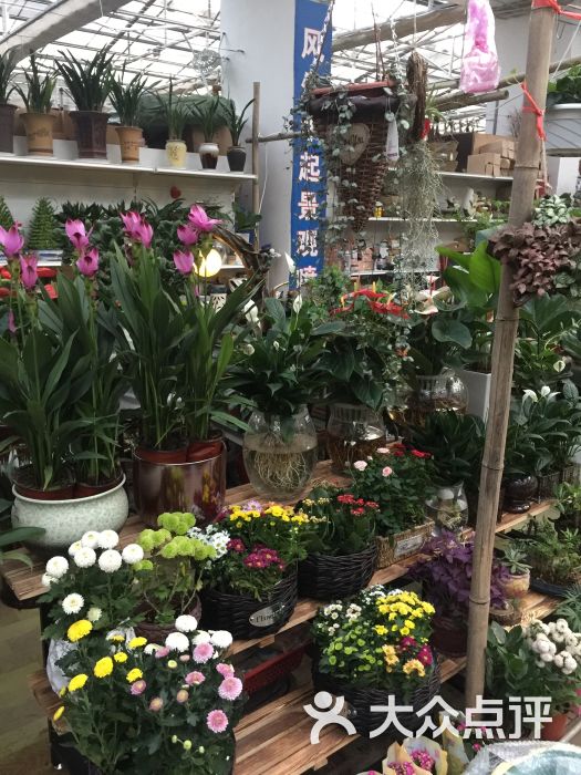 大明宫花卉市场图片 - 第45张