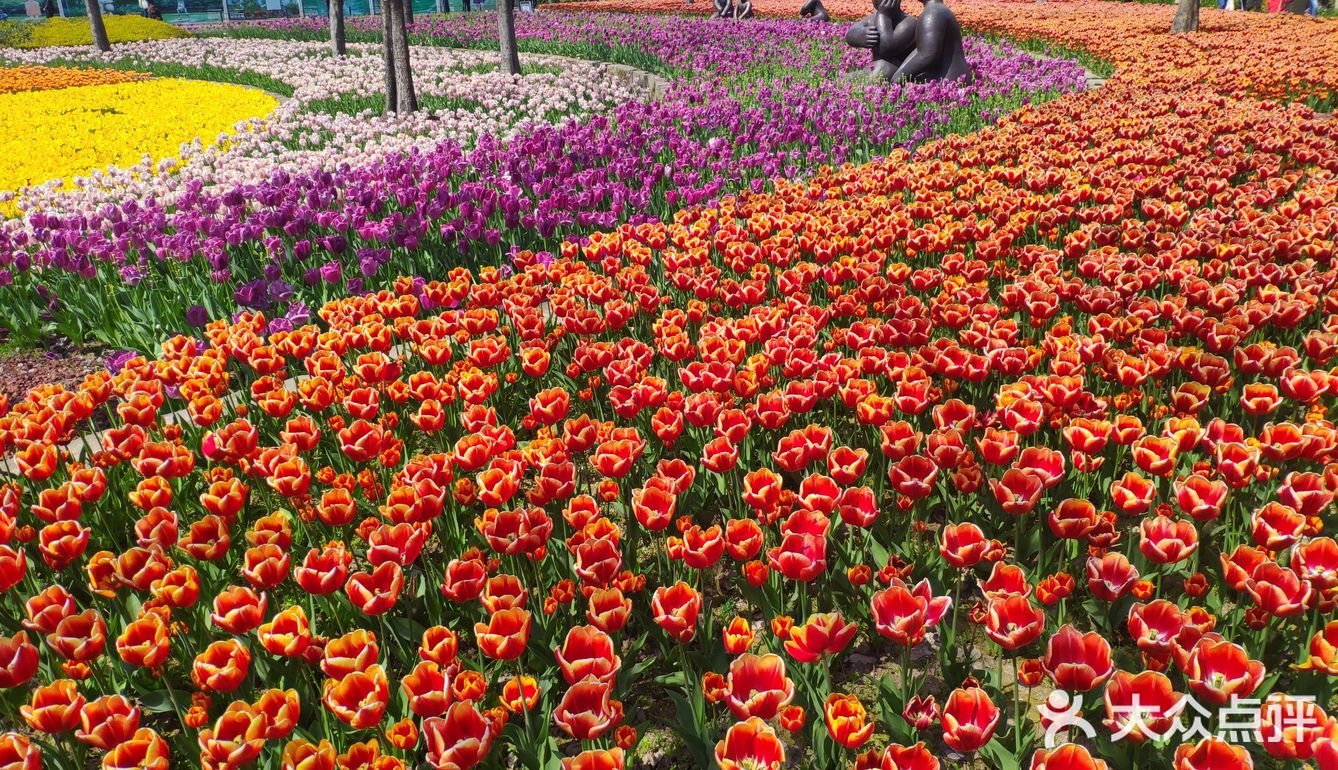 这里有大片的郁金香花海,花开正艳