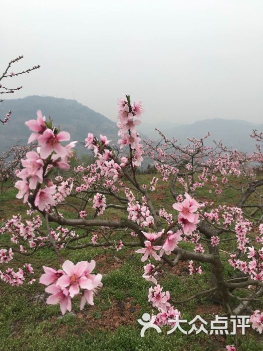 龙泉桃花沟-图片-成都休闲娱乐-大众点评网