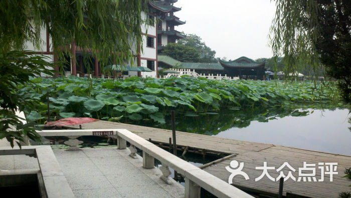 桂湖公园桂湖森林广场50图片 - 第516张