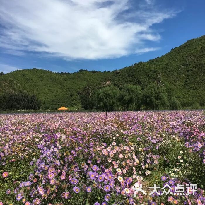 人间花海