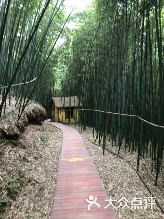 西安鲸鱼沟竹海风景区图片 - 第5张