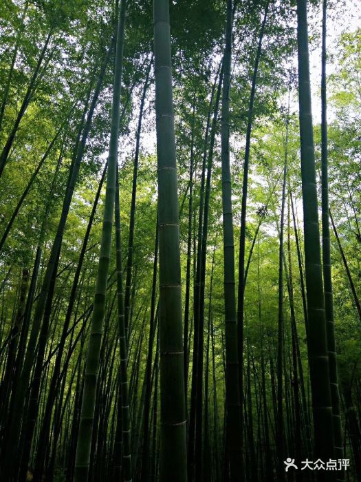 茶山竹海国家4a级景区-图片-永川区周边游-大众点评网