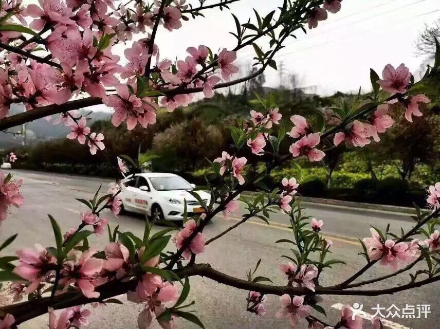 乔森驾校(杨家坪总校)