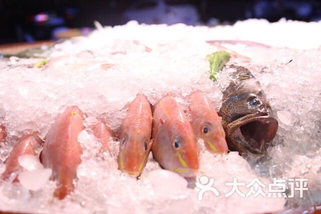 南澳冰鲜鱼