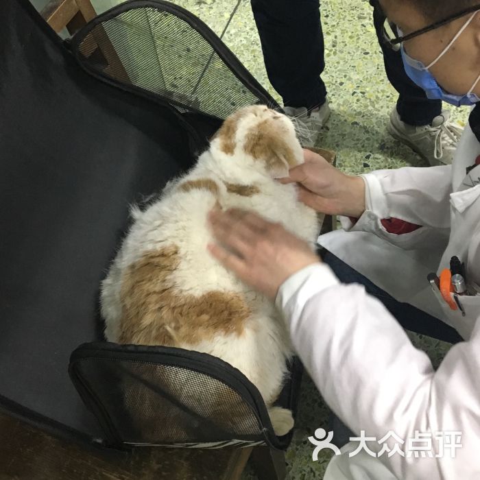 西南民族大学动物医院图片 - 第46张