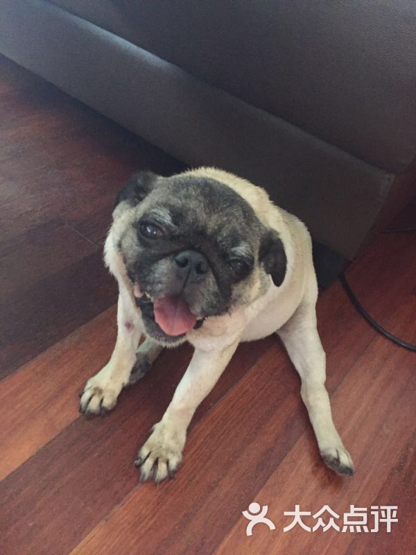 爱侣宠物医院(梅川分院)-图片-上海宠物-大众点