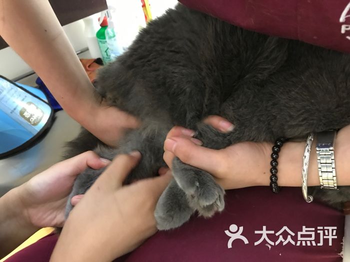 医院非常的专业,证照齐全,作为动物医院需要医师资格的认证,疫苗前的检查和生病时的检查都很专业细致,特别是消毒工作比较到位,避免了交叉感染。 家里两只小猫,满三个月开始,在这里做了三次三联疫苗,后来研究学习后,发现只要做两次就足够了,一年后需再巩固一次。 一只绝育后精神食欲不好,又来做了检查和治疗。剃了肚子毛做b超,发现了有积液,打了一针,回家慢慢就恢复了,没有坚持打针。觉得还是检查了明确状况了,心里比较踏实。 他们家有个团购的猫全身检查,做了粪便血液的检查,价格还挺实惠的,查出来了耳螨,医院买了药是洗液水