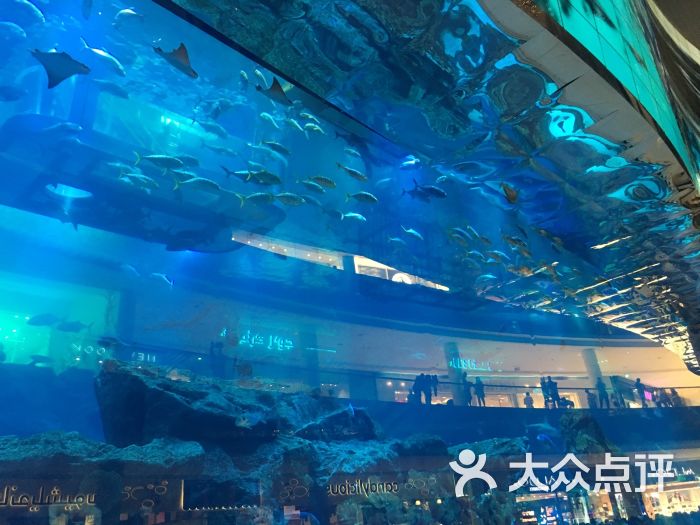 迪拜购物中心水族馆(迪拜水族馆和水下动物园-图片-迪拜景点玩乐-大