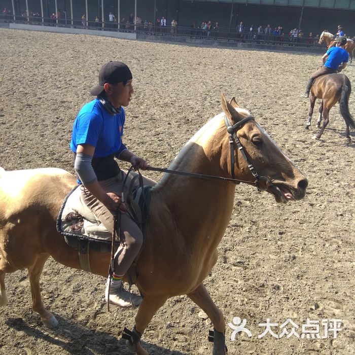 新疆古生态园汗血马基地