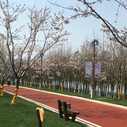 大洋湾樱花园门票_地址_地图_攻略(图)-盐城