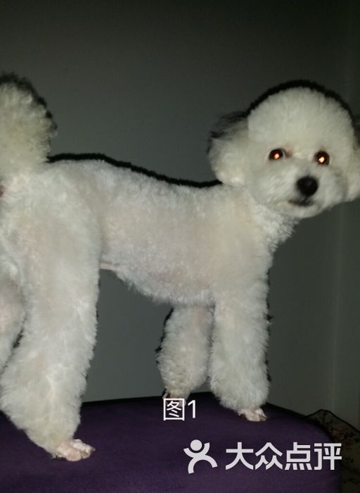 酷迪宠物店(上海虹口店)-图片-上海宠物