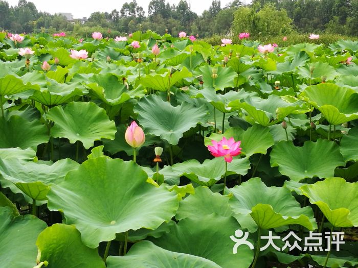 荷塘月色风景区-图片-成都周边游-大众点评网