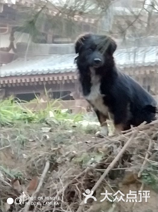 狗妖