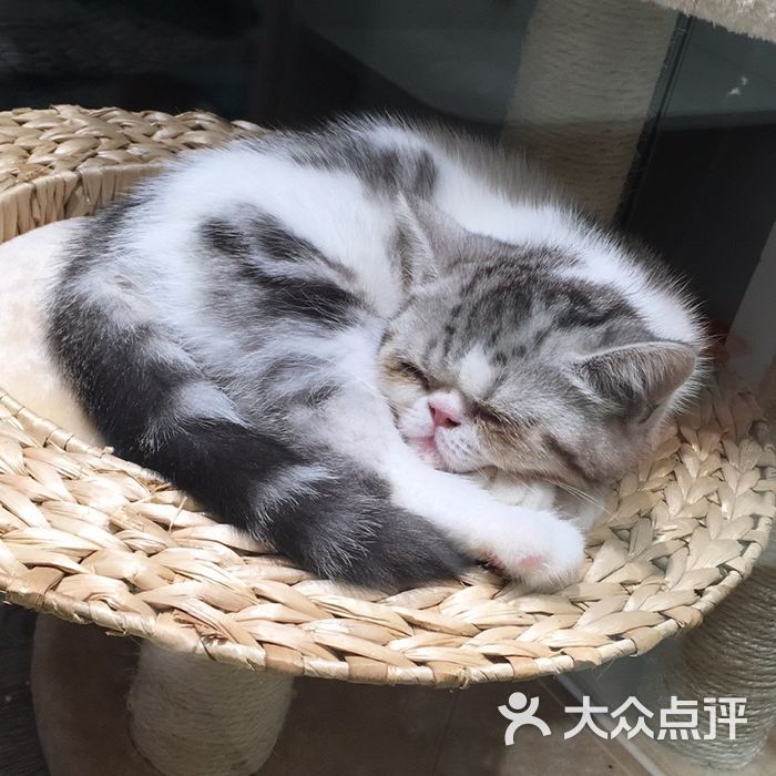 喜喵喵