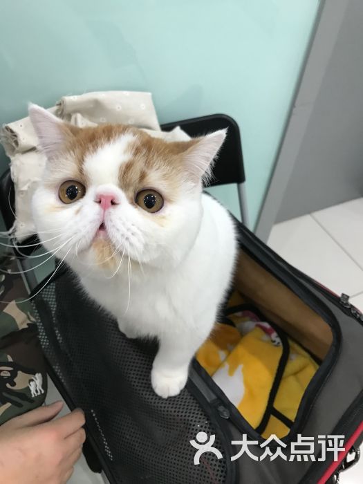 纳吉亚动物诊所-图片-北京宠物-大众点评网