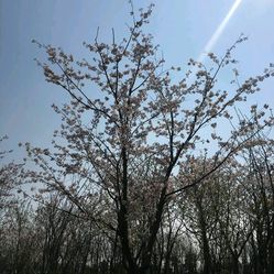 大洋湾樱花园门票_地址_地图_攻略(图)-盐城