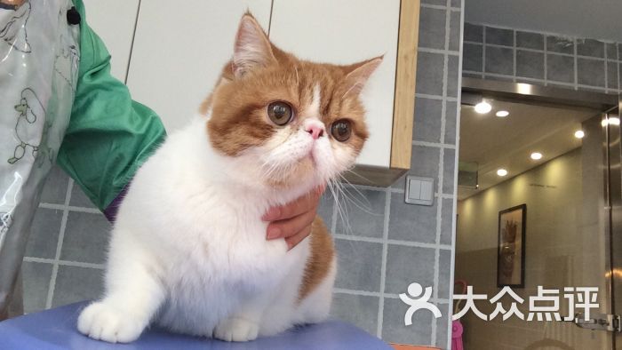 猫咪的假日 vac cat hotel and spa-图片-北京宠物-大众点评网