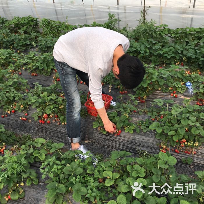 红艳草莓园的点评