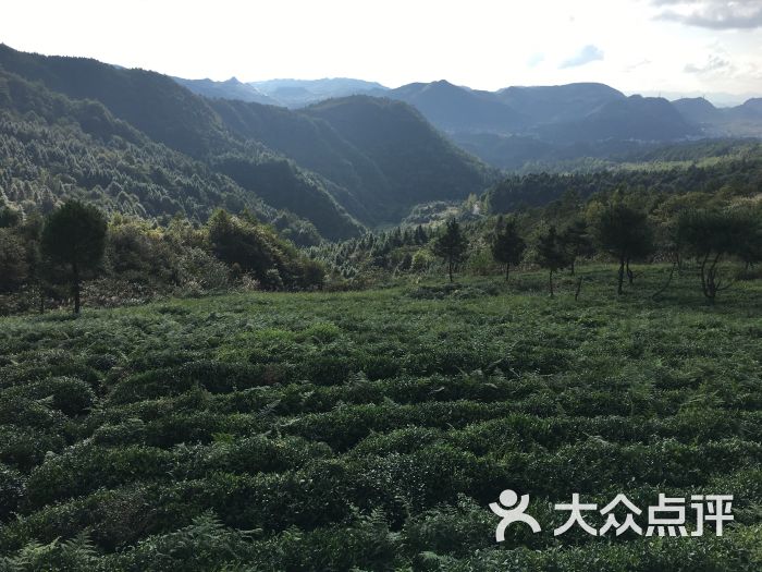 高寨水库茶场图片 第1张