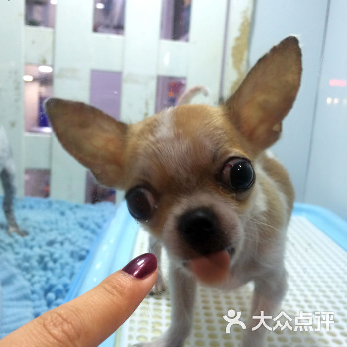 HIPPO HOME PET 河马家-图片-上海宠物-大众