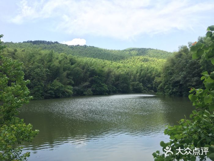 石塘竹海图片