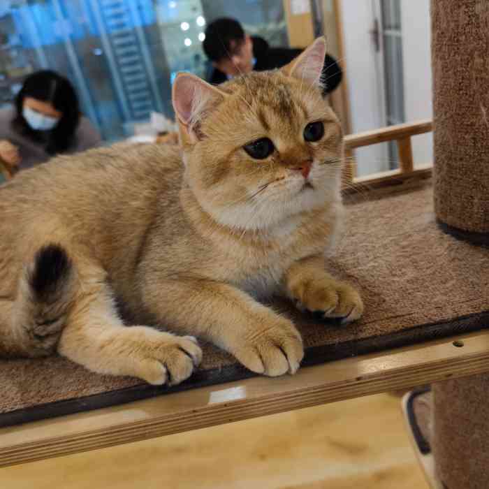 不可思议的喵·猫咖猫舍"来到广州后的第一家猫咖~店里实行预约制.