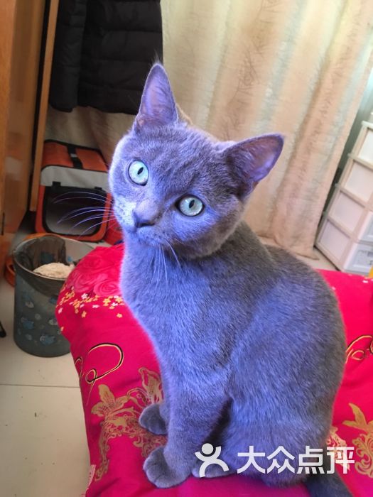 北京宠爱国际动物医院-图片-北京宠物-大众点评