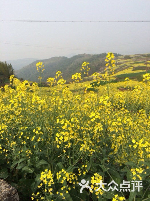 桑洲油菜花景区