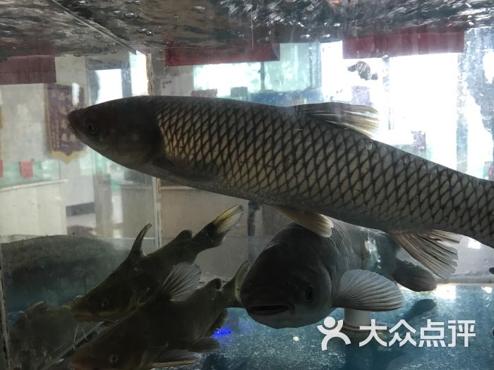 活鱼