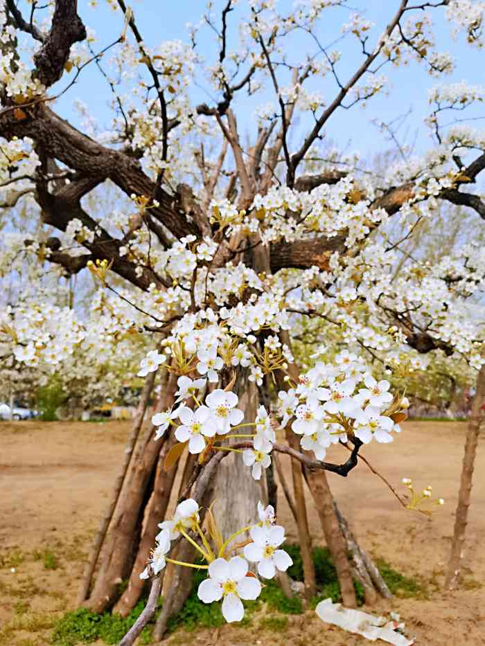 梨花村万亩梨园-"大兴庞各庄镇一年一度梨花节,梨花村