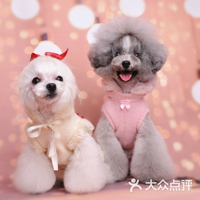 清爽宠物美容沙龙