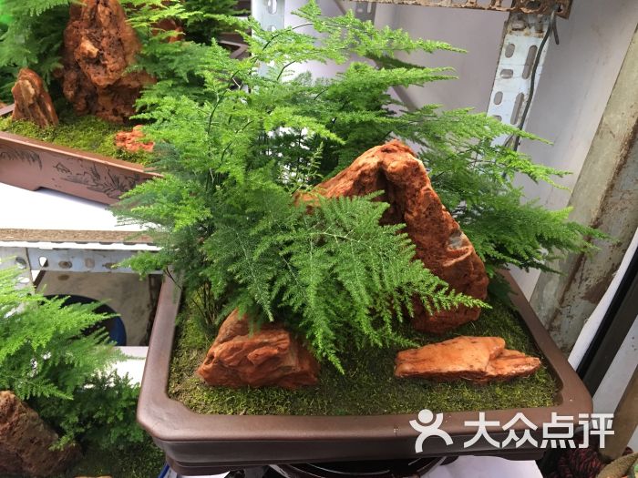 花乡花卉市场-图片