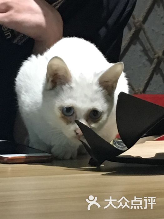 齿轮狼人杀桌游(24小时店)图片 - 第13张