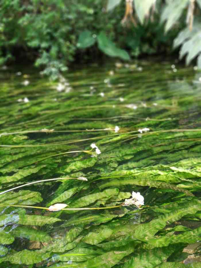 丰泽源植物园-"丰泽源植物园,位于富饶美丽的嵩明白邑坝,.