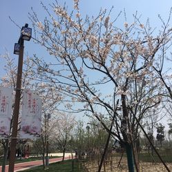 大洋湾樱花园门票_地址_地图_攻略(图)-盐城