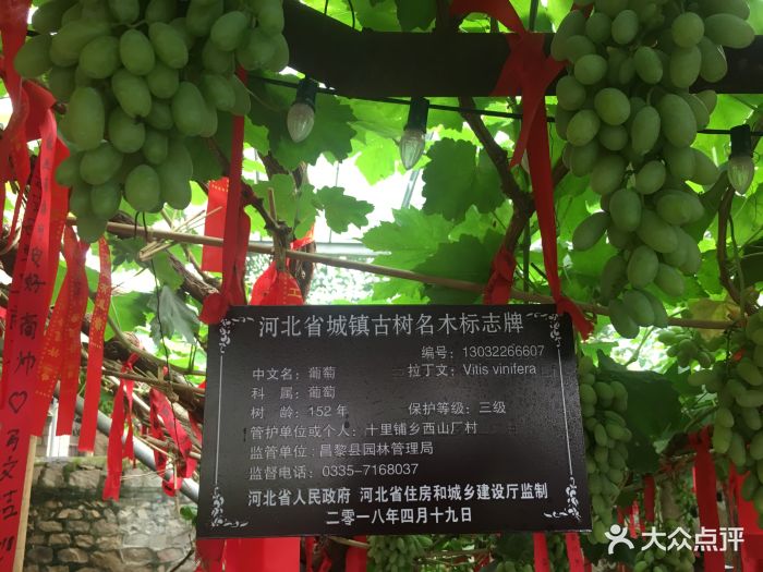 昌黎葡萄沟风景区图片 第112张