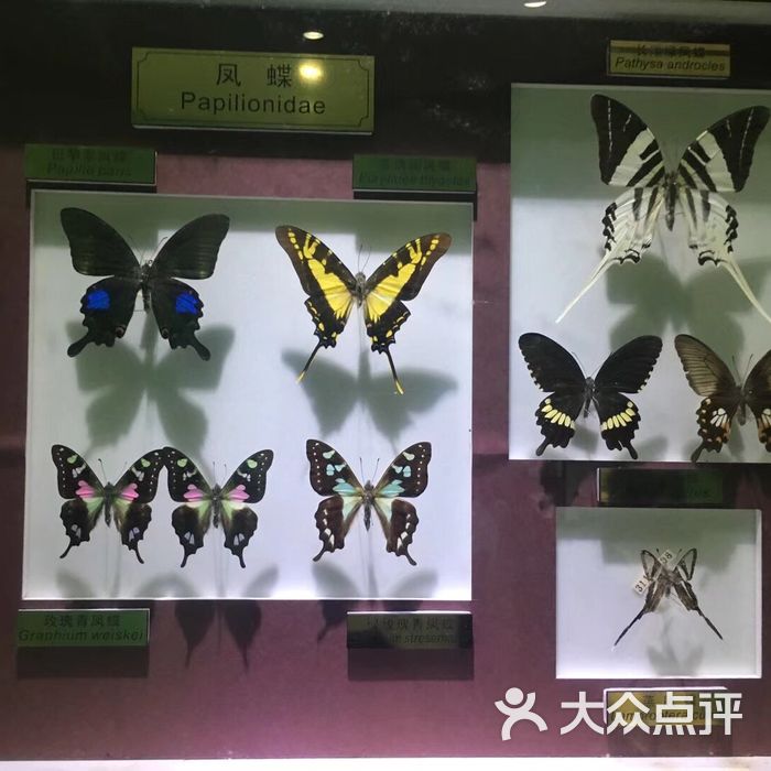 上海昆虫博物馆