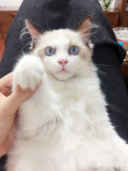 lucky angel布偶猫舍图片